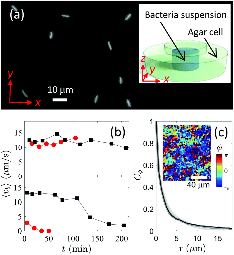 Colloidal Transport In Bacteria Suspensions From Bacteria Collision To Anomalous And Enhanced Diffusion Soft Matter Rsc Publishing