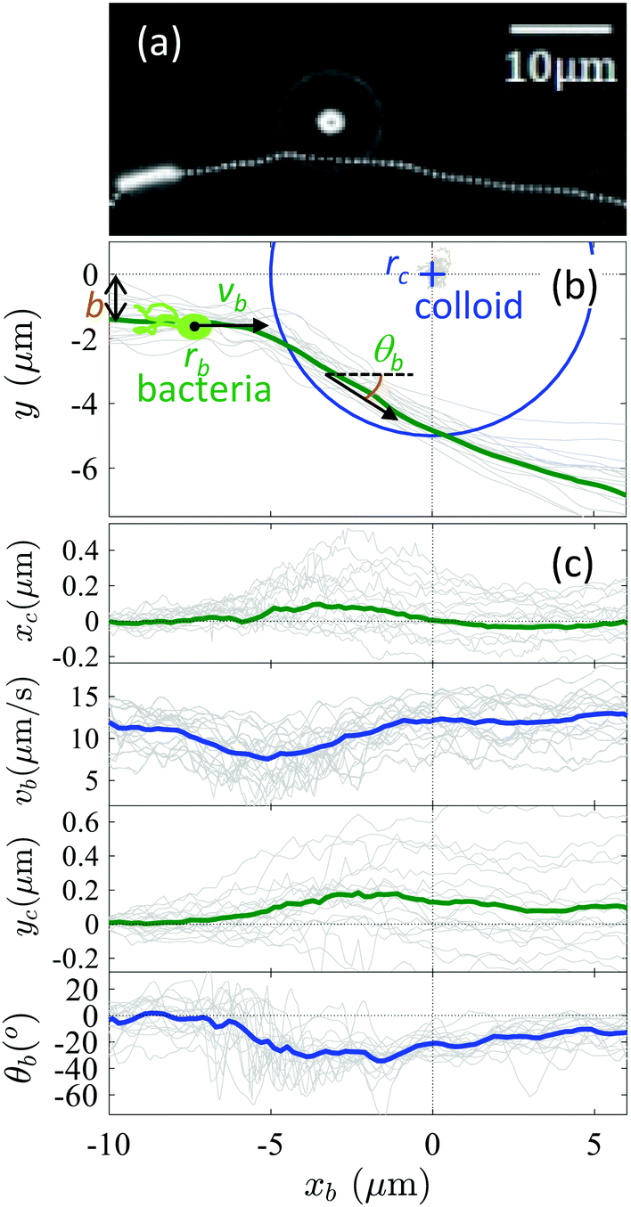 Colloidal Transport In Bacteria Suspensions From Bacteria Collision To Anomalous And Enhanced Diffusion Soft Matter Rsc Publishing