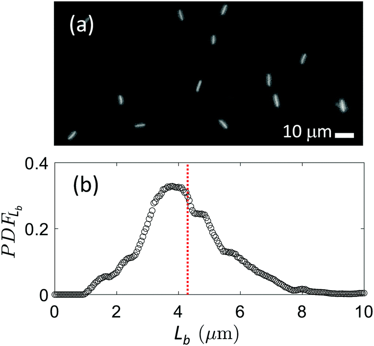 Colloidal Transport In Bacteria Suspensions From Bacteria Collision To Anomalous And Enhanced Diffusion Soft Matter Rsc Publishing