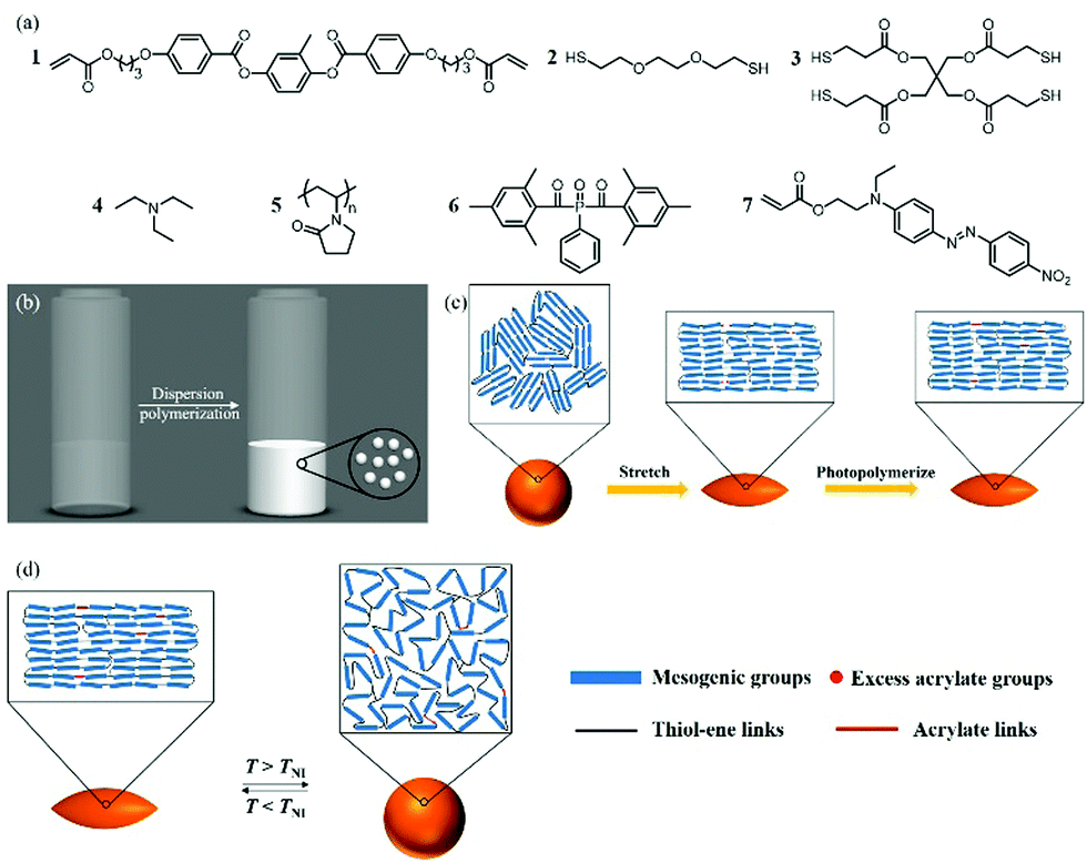 Programmable liquid crystal elastomer microactuators prepared via thiol