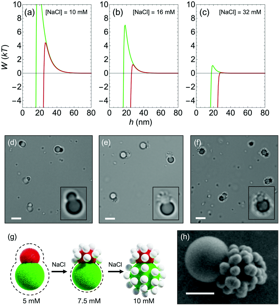 Selective colloidal bonds via polymer-mediated interactions - Soft Matter (RSC Publishing) DOI ...