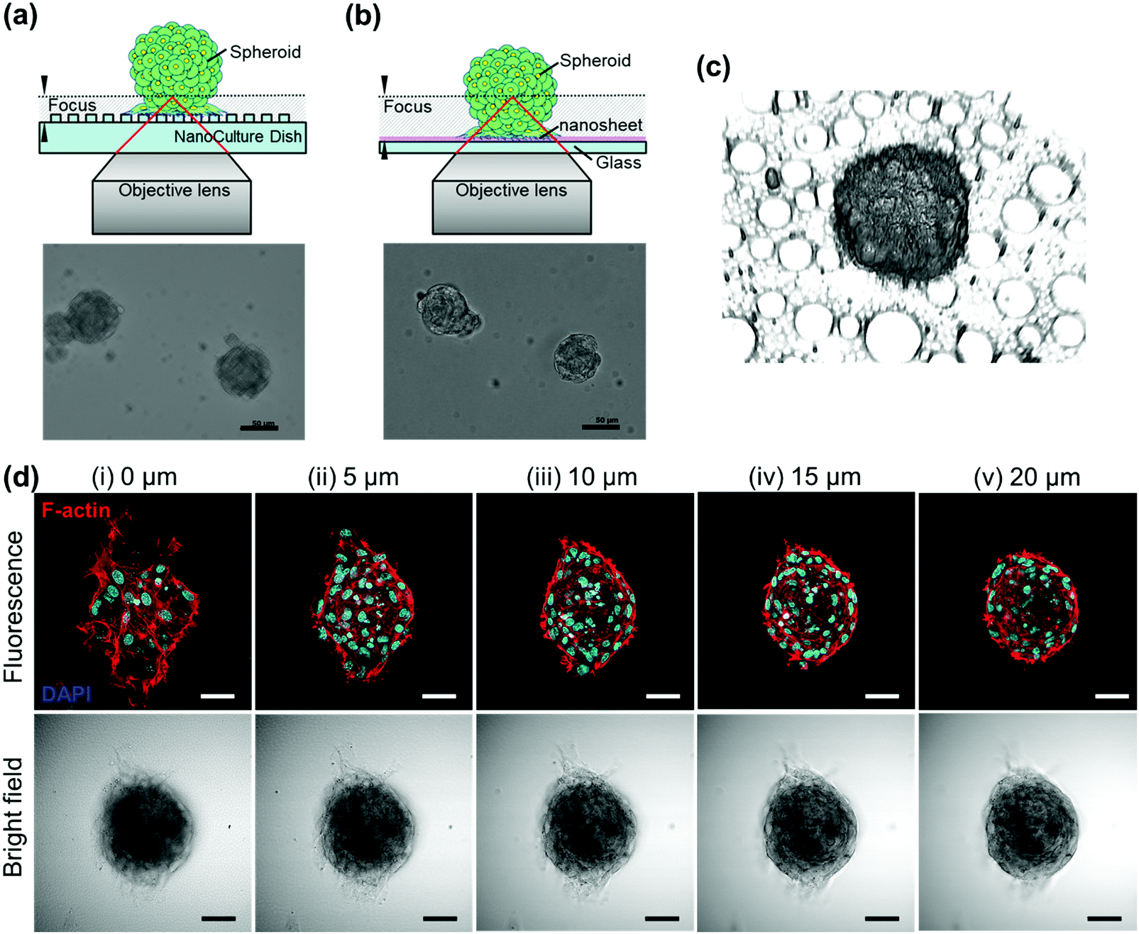 Ultra Thin Transparent Porous Substrates As 3d Culture Scaffolds For Engineering Asc Spheroids For High Magnification Imaging Journal Of Materials Chemistry B Rsc Publishing