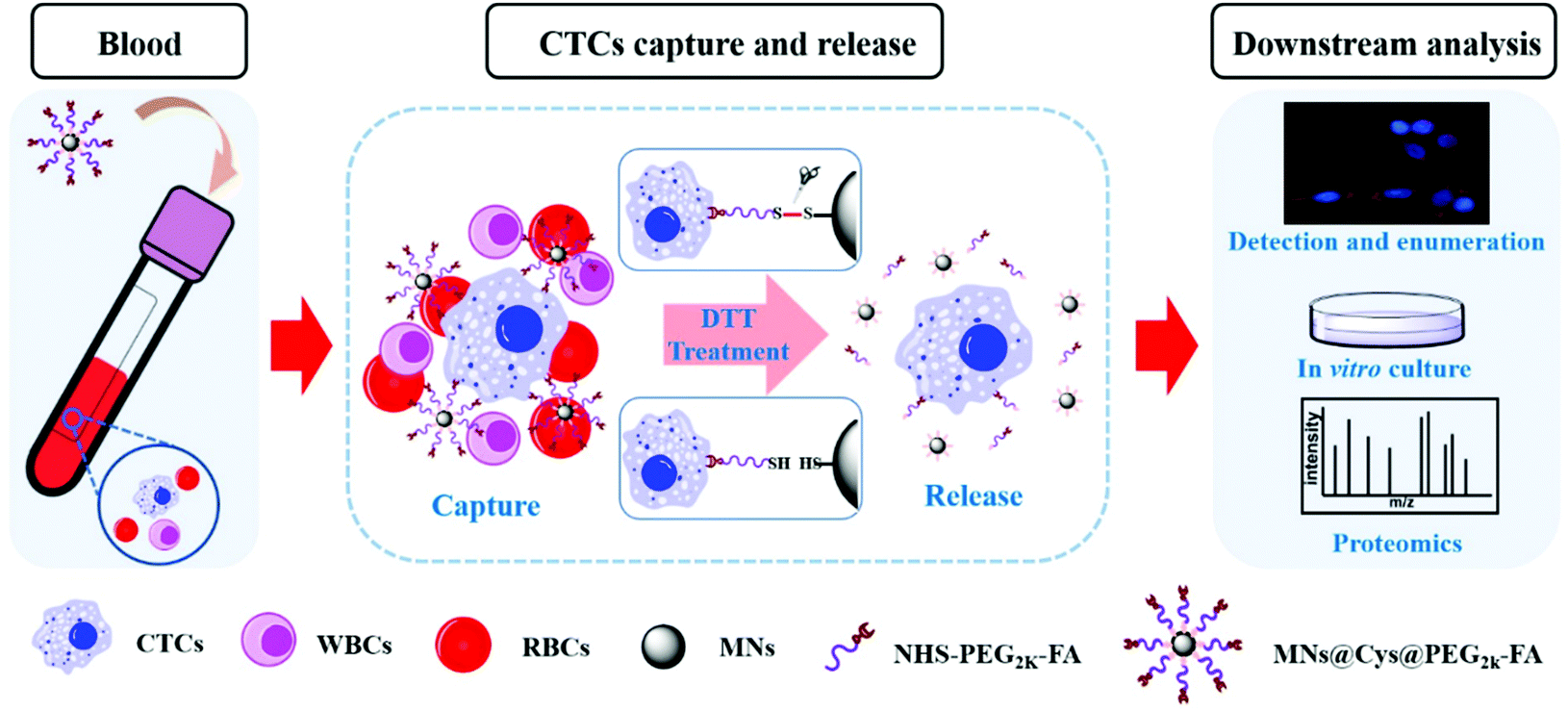 Nondestructive Capture Release And Detection Of Circulating Tumor Cells With Cystamine Mediated Folic Acid Decorated Magnetic Nanospheres Journal Of Materials Chemistry B Rsc Publishing