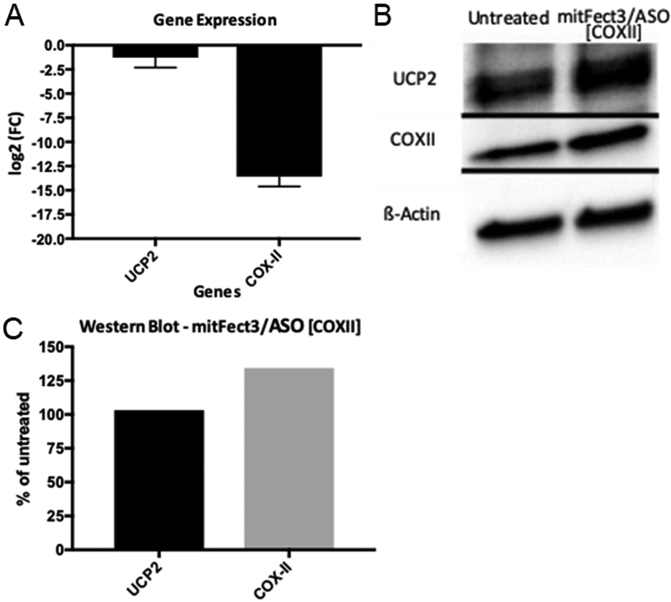 Intracellular Delivery Of Therapeutic Antisense Oligonucleotides Targeting Mrna Coding Mitochondrial Proteins By Cell Penetrating Peptides Journal Of Materials Chemistry B Rsc Publishing