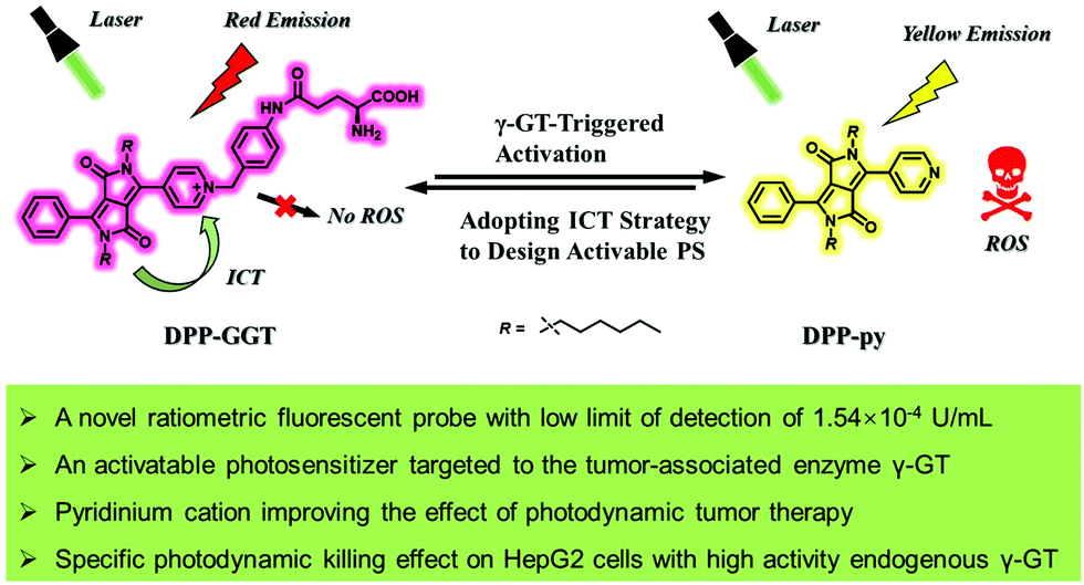 Diketopyrrolopyrrole Based Multifunctional Ratiometric Fluorescent Probe And G Glutamyltranspeptidase Triggered Activatable Photosensitizer For Tumor Therapy Journal Of Materials Chemistry C Rsc Publishing