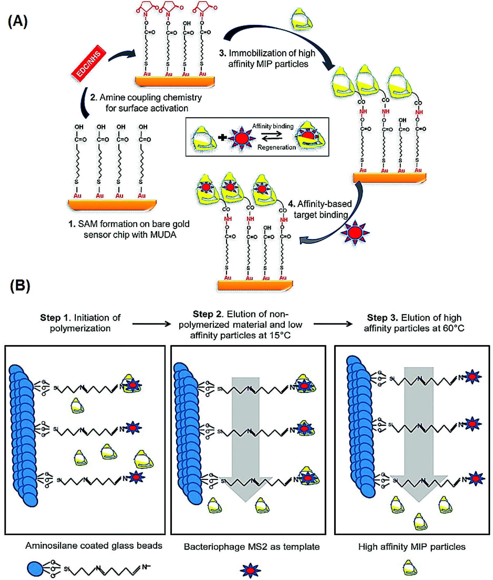 Molecularly Imprinted Polymers For The Detection Of Viruses Challenges And Opportunities Analyst Rsc Publishing Doi 10 1039 D1anc