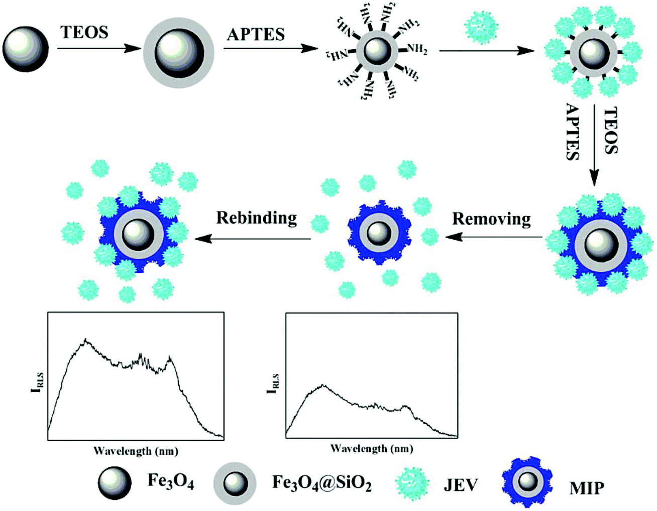 Molecularly Imprinted Polymers For The Detection Of Viruses Challenges And Opportunities Analyst Rsc Publishing Doi 10 1039 D1anc