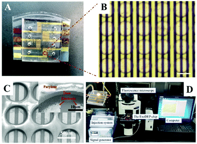 image file: d1an01061a-f3.tif