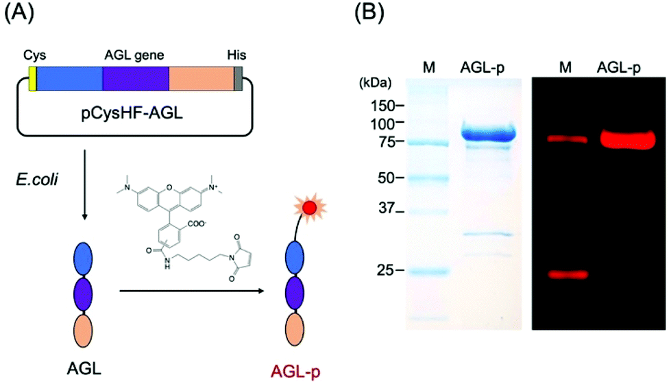 Rapid conversion of IgG to biosensor using an antibody binding