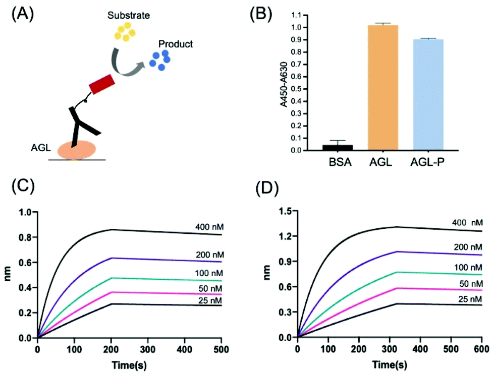 Rapid conversion of IgG to biosensor using an antibody binding