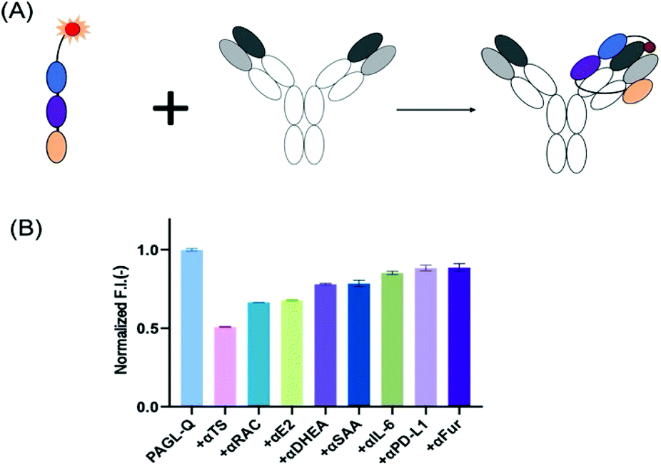 Rapid conversion of IgG to biosensor using an antibody binding