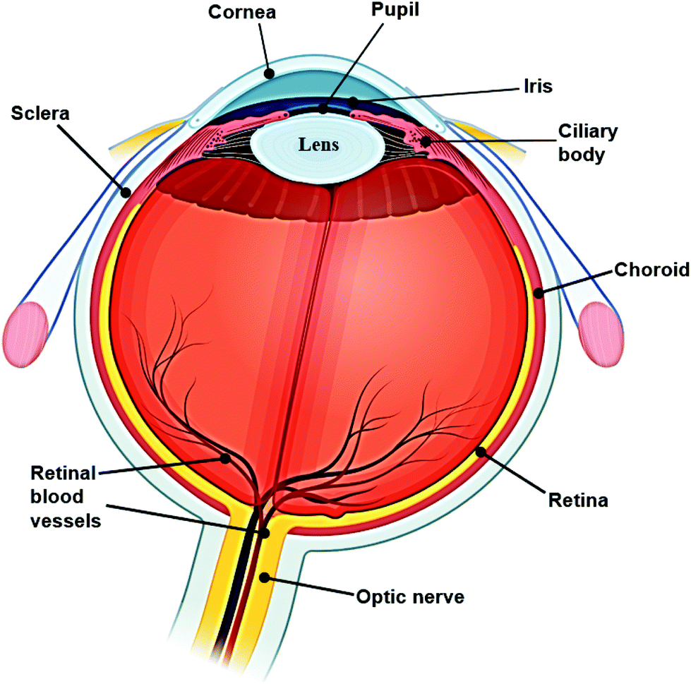 Ophthalmic sensing technologies for ocular disease diagnostics - Analyst  (RSC Publishing) DOI:10.1039/D1AN01244D