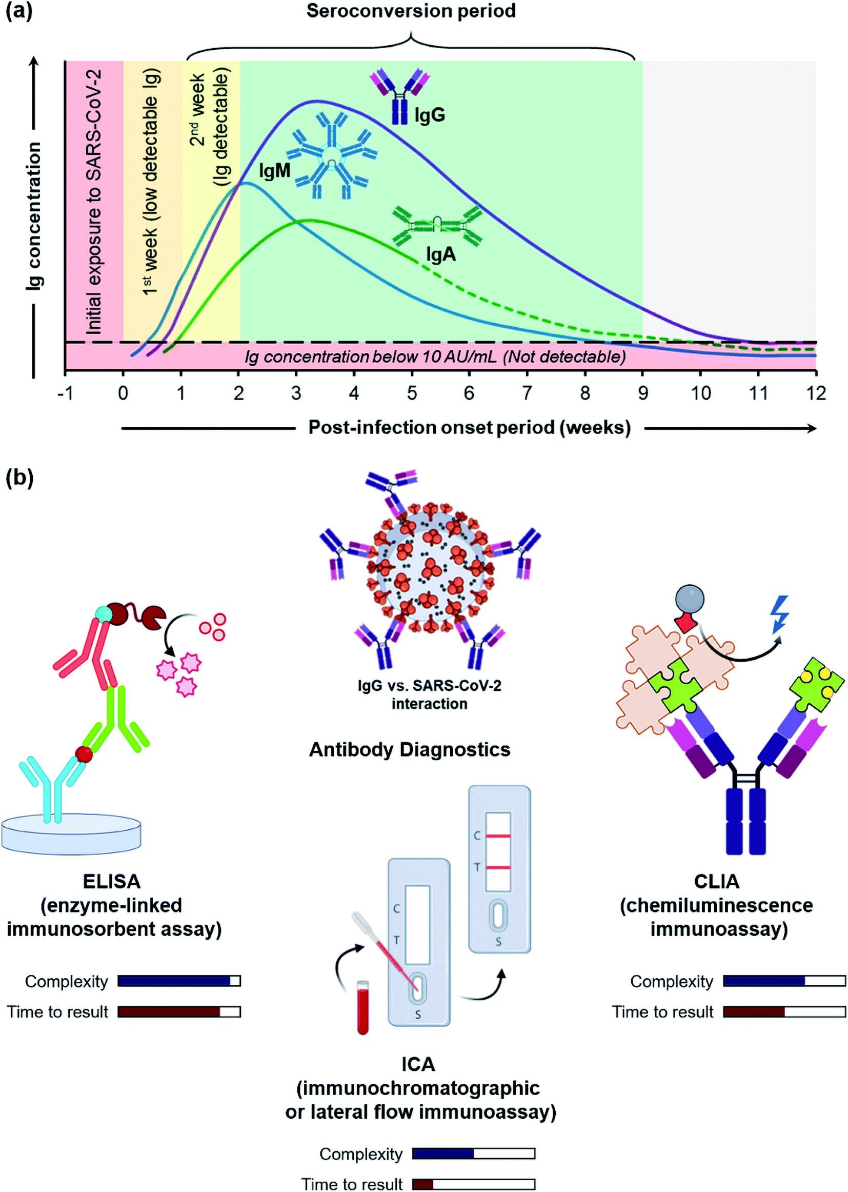 ELISA analysis of sera immunoglobulin (Ig)G dynamics. The data