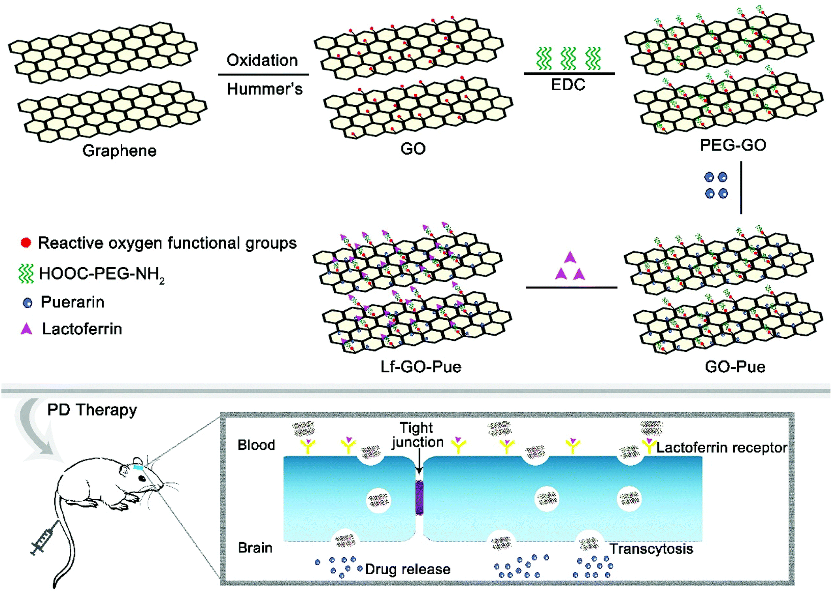 Targeted Graphene Oxide For Drug Delivery As A Therapeutic Nanoplatform Against Parkinson S Disease Biomaterials Science Rsc Publishing Doi 10 1039 D0bme