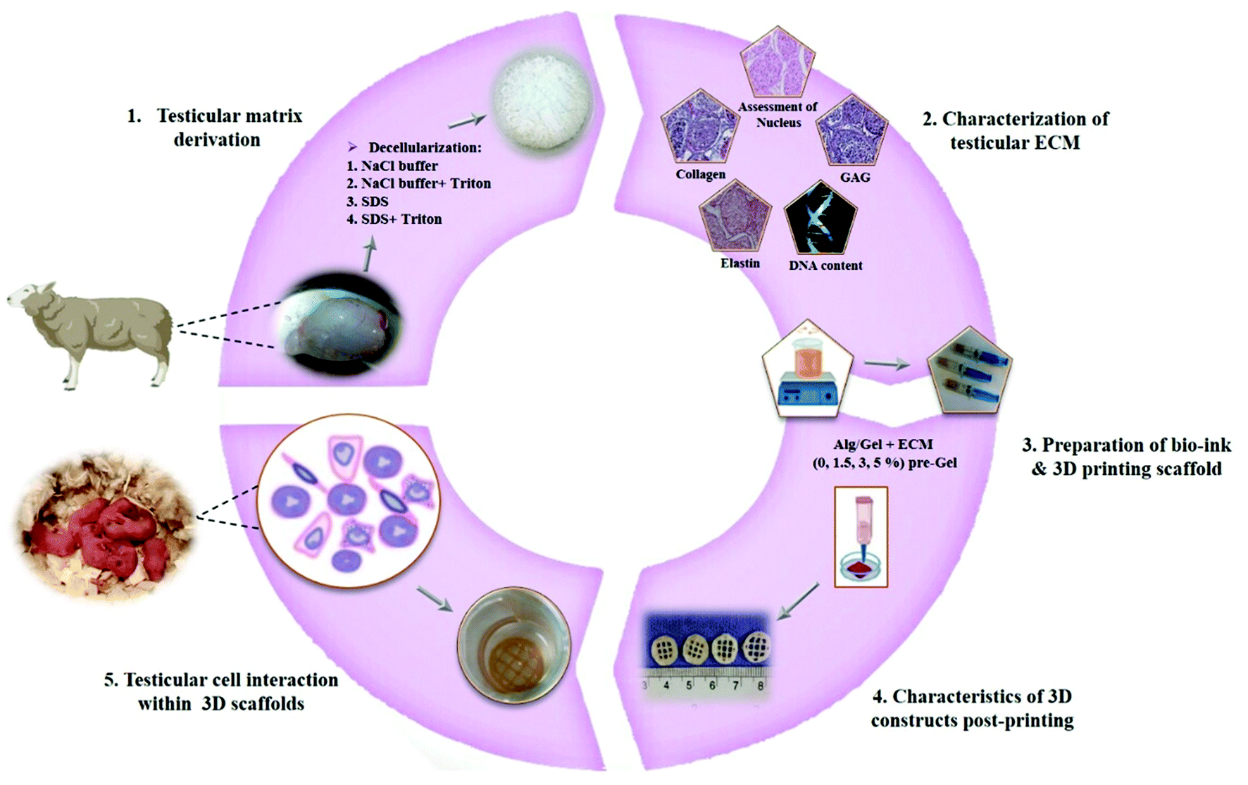 Artificial testis: a testicular tissue extracellular matrix as a