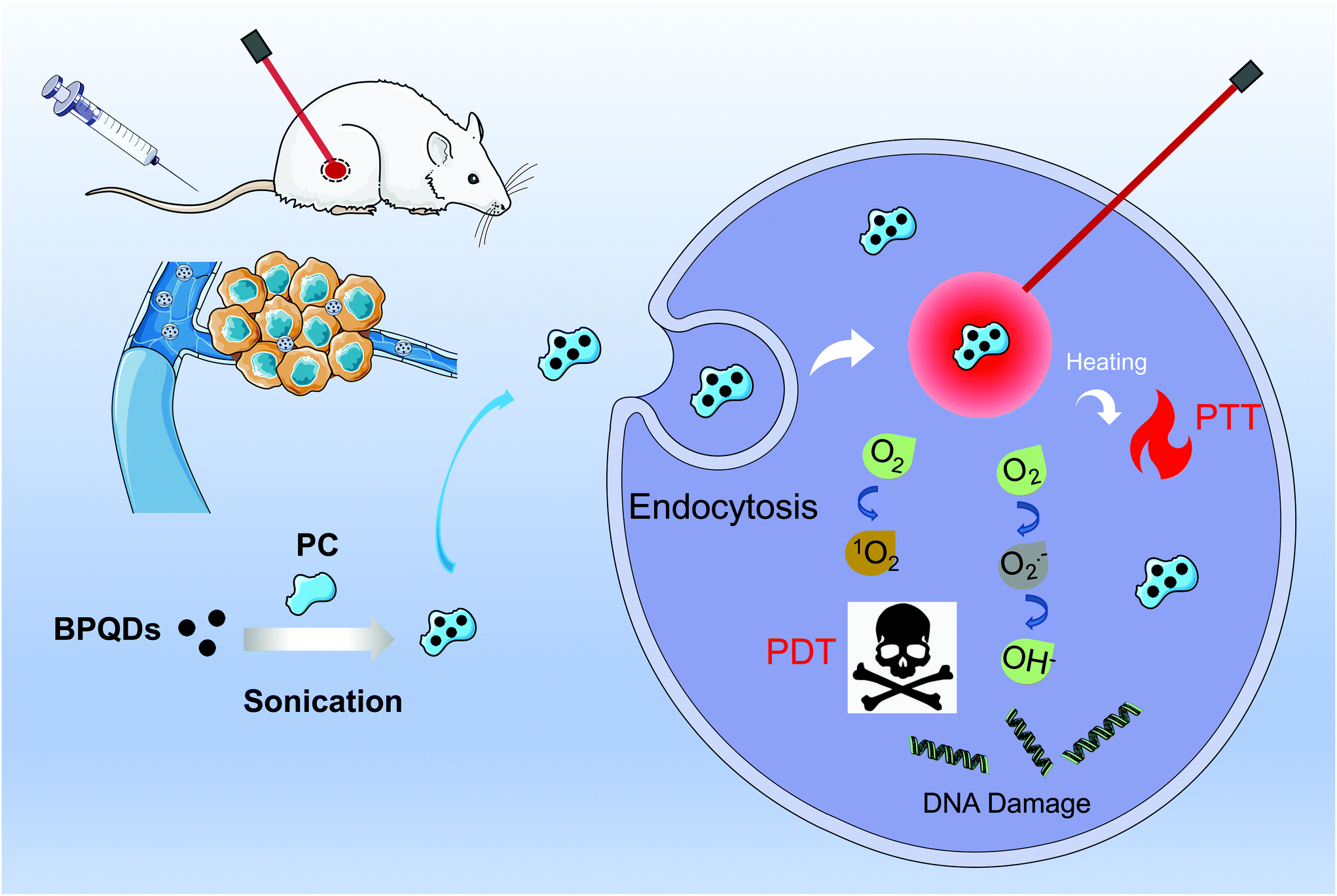 Phycocyanin Functionalized Black Phosphorus Quantum Dots Enhance Pdt Ptt Therapy By Inducing Ros And Irreparable Dna Damage Biomaterials Science Rsc Publishing Doi 10 1039 D1bm00106j