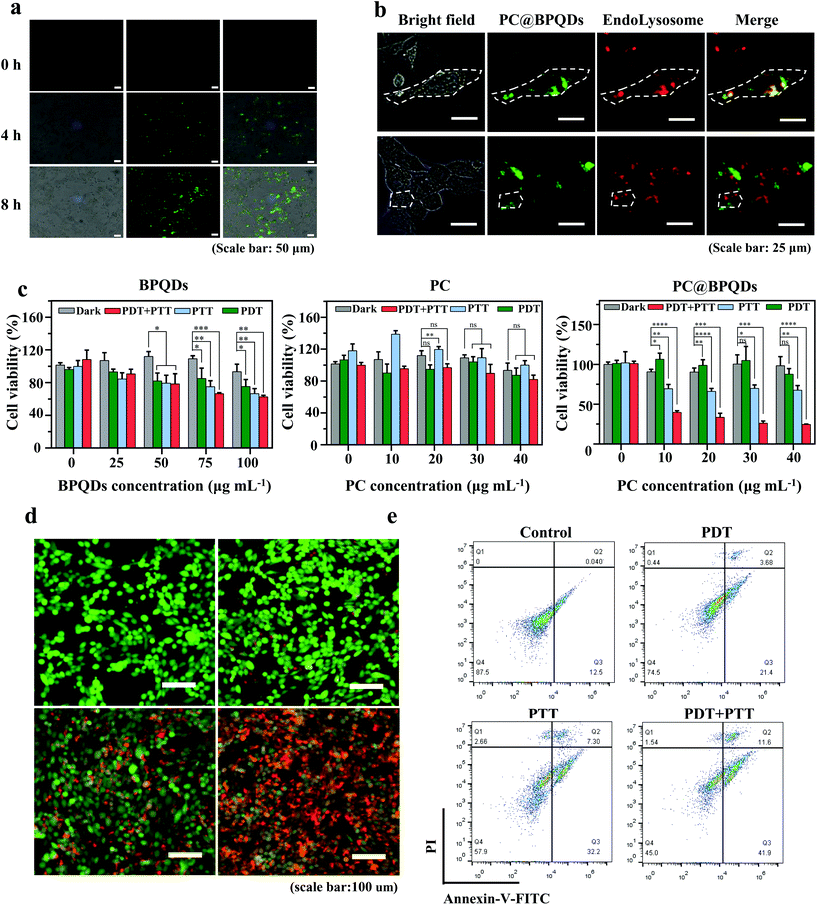 Cell survival results during PDI with PSs 2 and 4 (5.0 μM) using