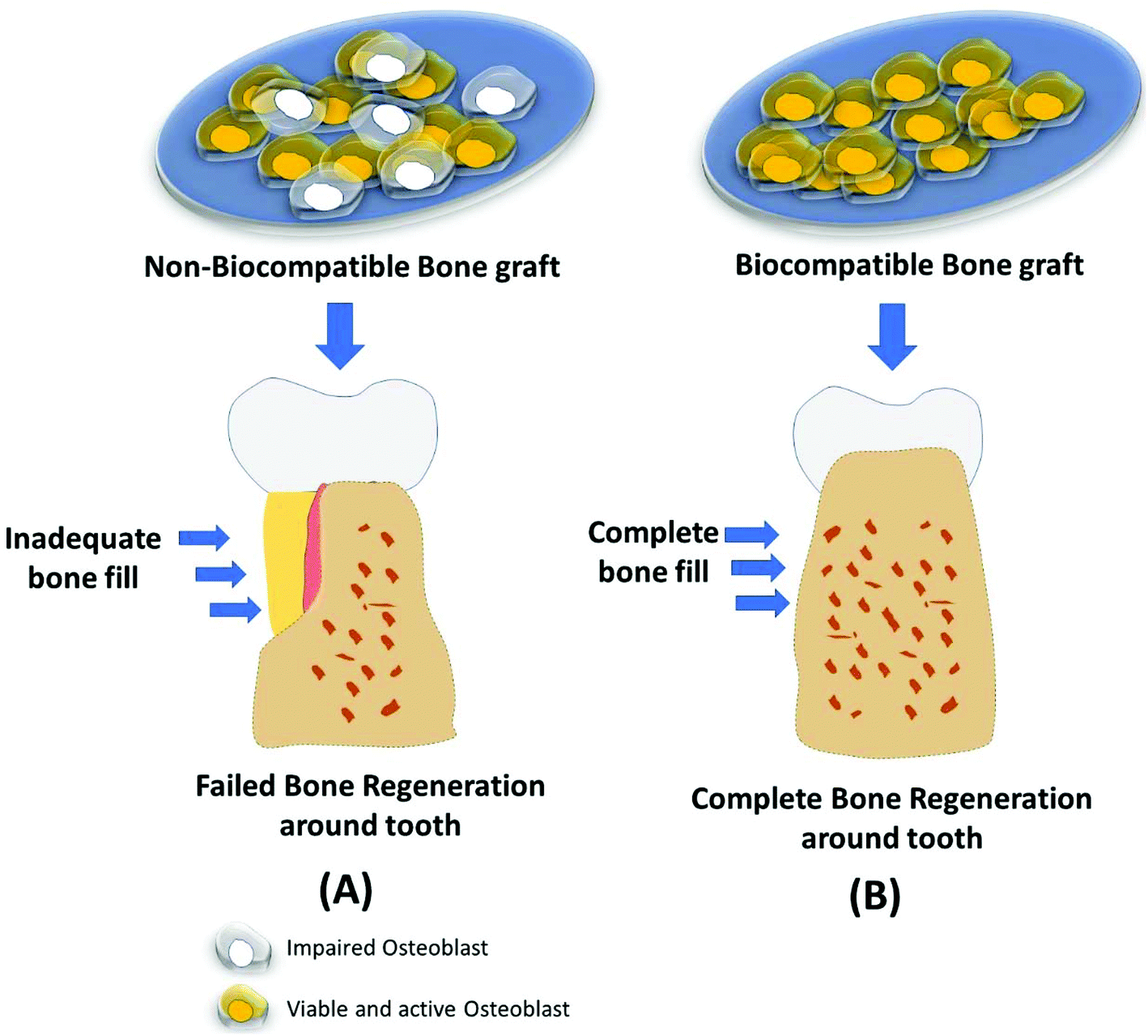 Recent Update On Potential Cytotoxicity Biocompatibility And Preventive Measures Of Biomaterials Used In Dentistry Biomaterials Science Rsc Publishing Doi 10 1039 D1bmc