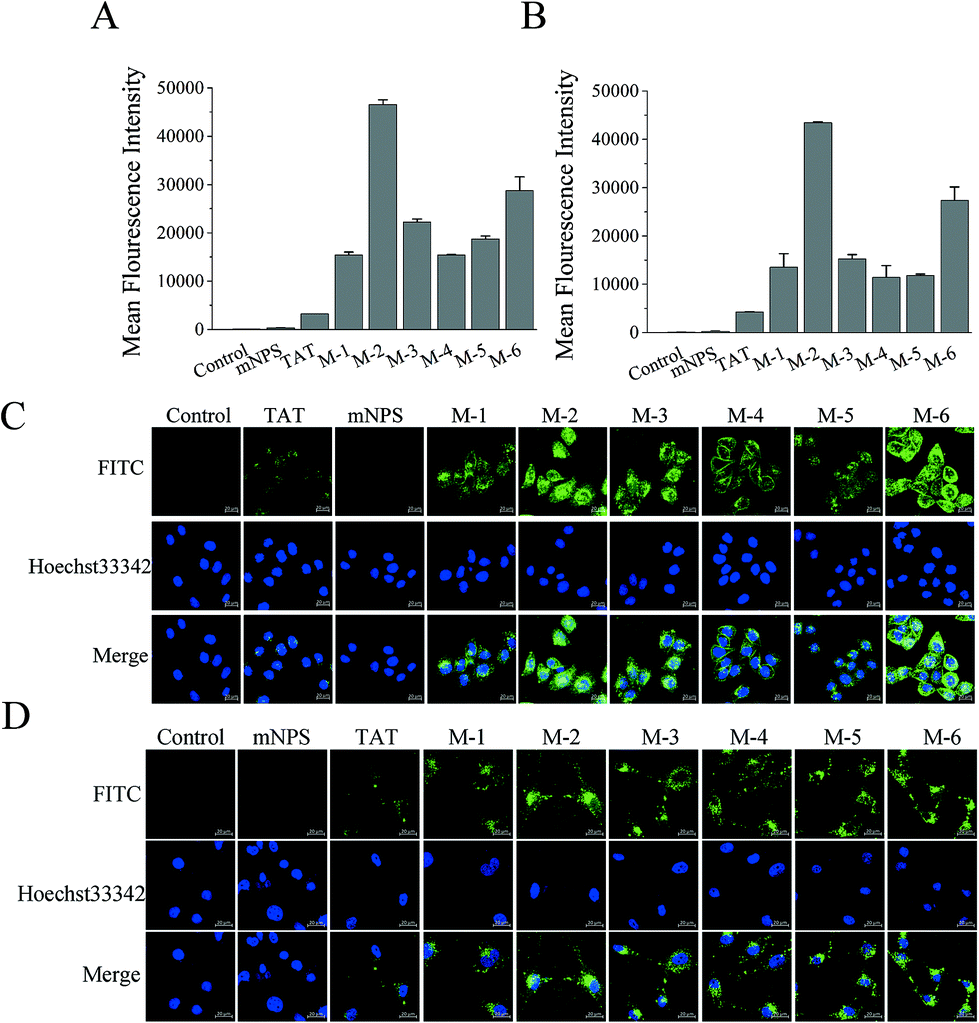 Self-assembling modified neuropeptide S enhances nose-to-brain 