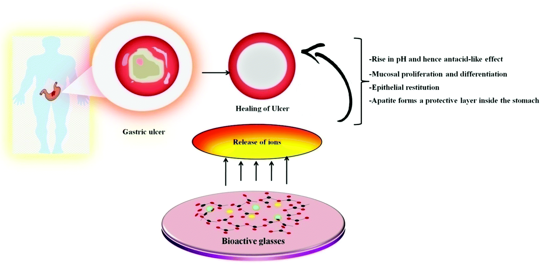 A novel dual-adhesive and bioactive hydrogel activated by bioglass for  wound healing