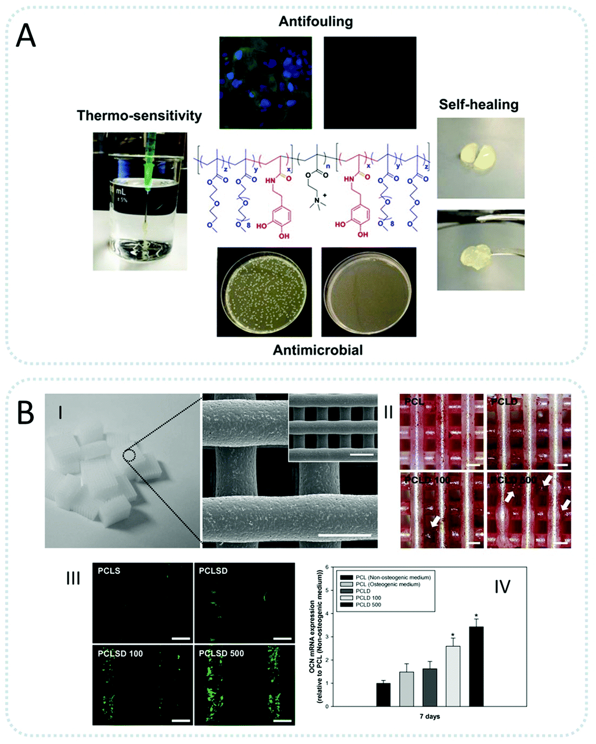 Morphological comparison of fibrin glue, CPAA glue, and suture in the