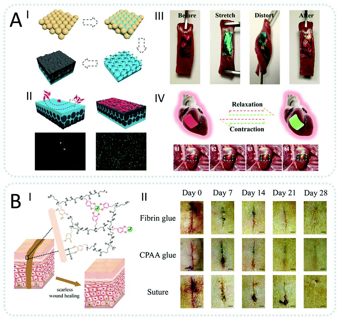 Recent developments in mussel-inspired materials for biomedical  applications - Biomaterials Science (RSC Publishing) DOI:10.1039/D1BM01126J