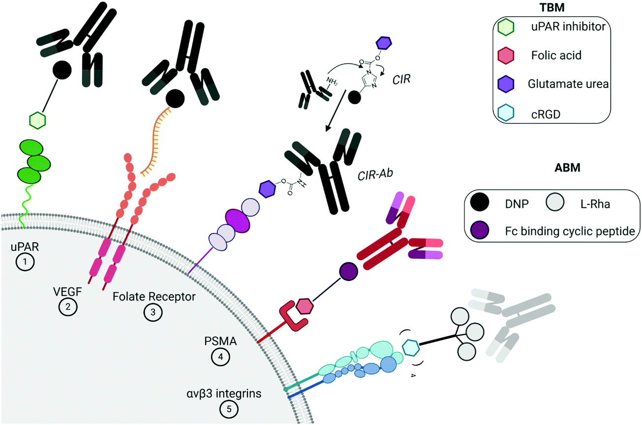 Antibody technical breakthrough - Innovative antibodies against haptens and  transmembrane proteins