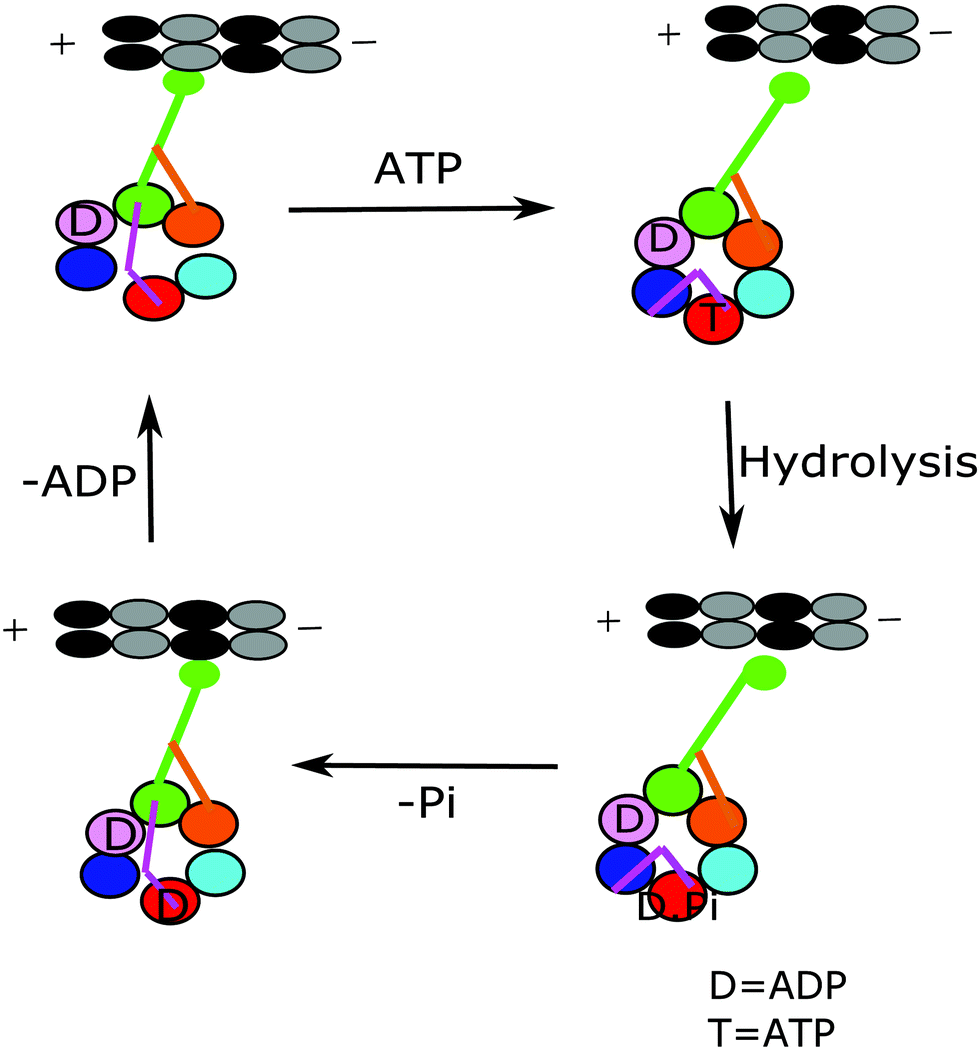 Computational Modeling Of Dynein Motor Proteins At Work Chemical Communications Rsc Publishing Doi 10 1039 D0ccb