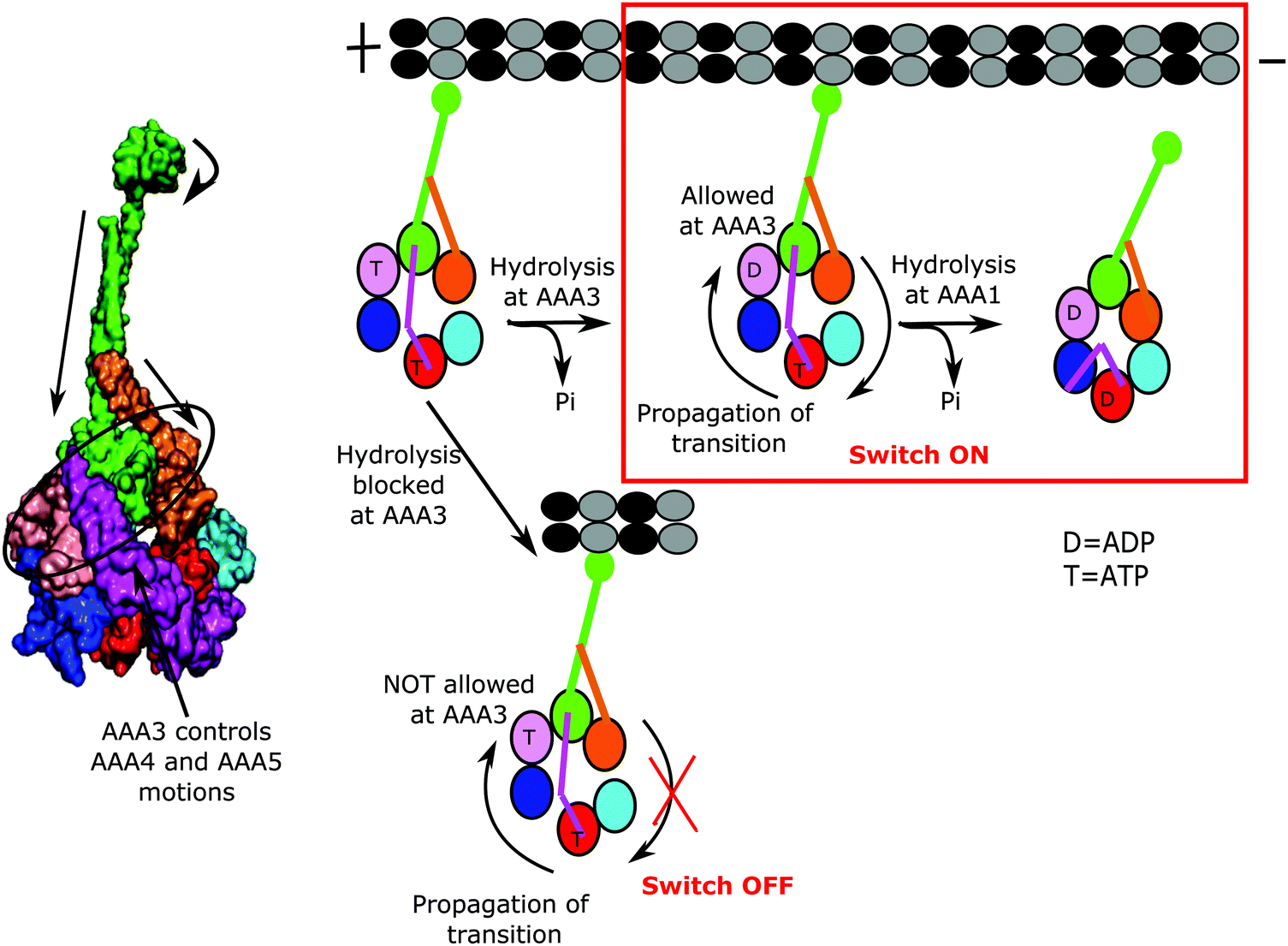 Computational Modeling Of Dynein Motor Proteins At Work Chemical Communications Rsc Publishing Doi 10 1039 D0ccb