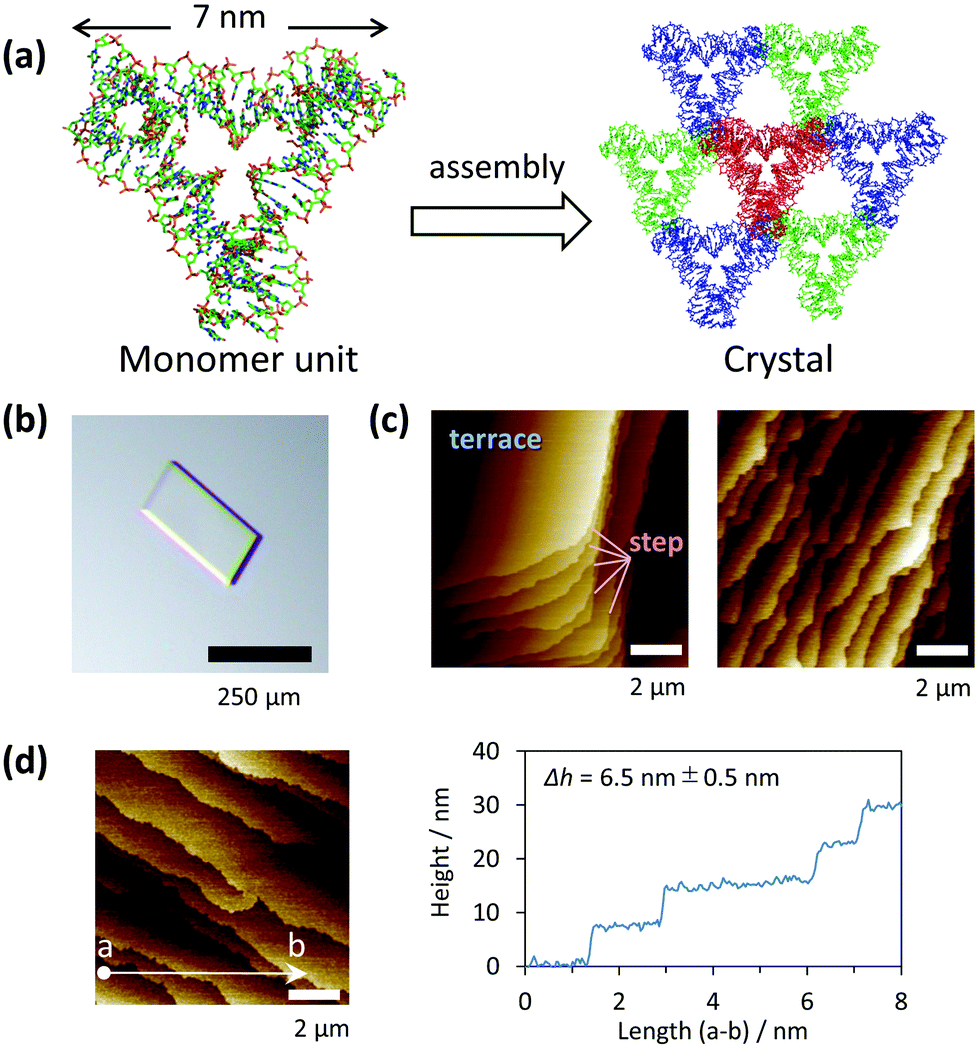 Nanoscopic Observation Of A Dna Crystal Surface And Its Dynamic Formation  And Degradation Using Atomic Force Microscopy - Chemical Communications  (Rsc Publishing) Doi:10.1039/D0Cc07458F Nanoscopic Observation Of A Dna Crystal Surface And Its Dynamic Formation  And Degradation Using Atomic Force Microscopy - Chemical Communications  (Rsc Publishing) Doi:10.1039/D0Cc07458F