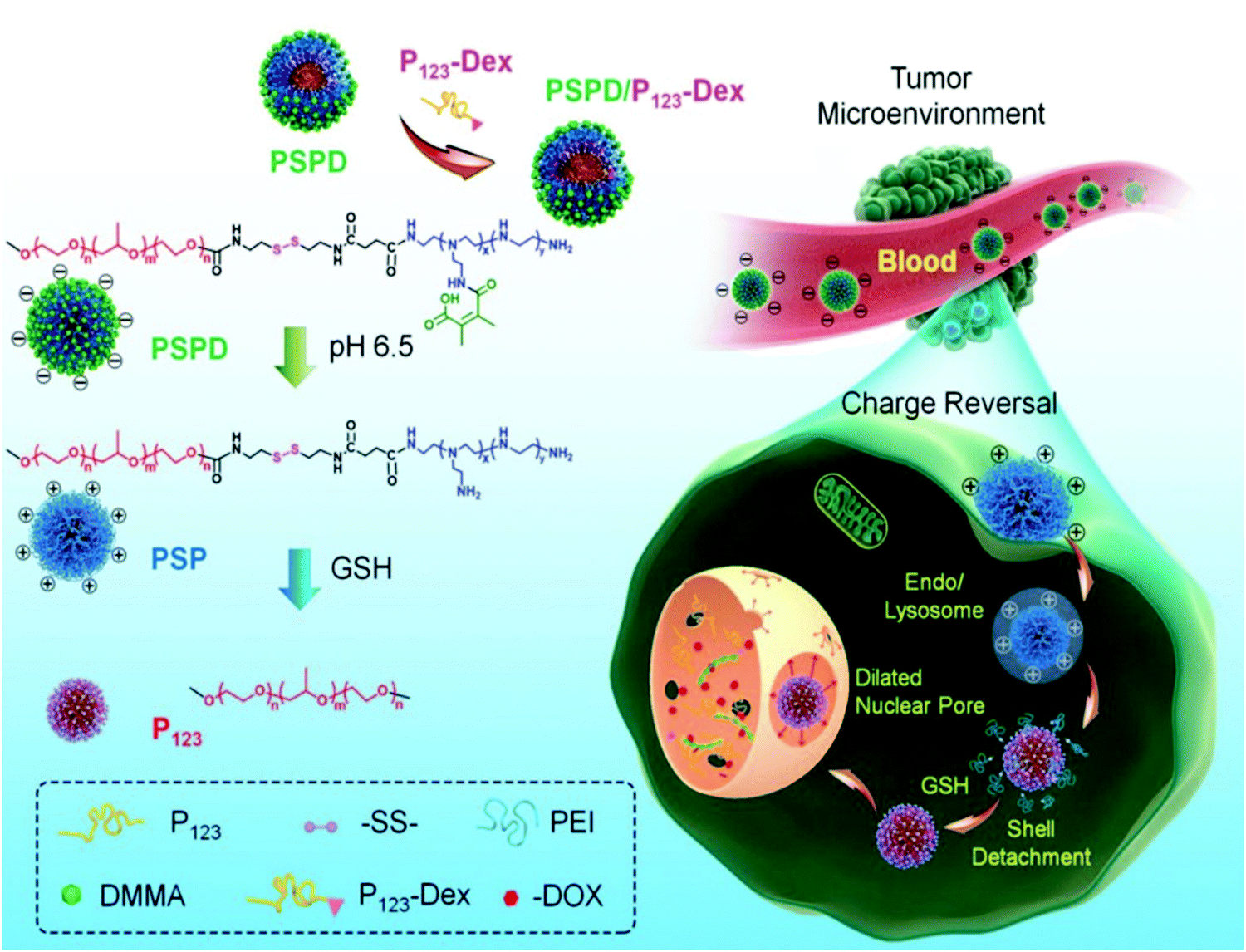 【 エンドー 】 Targeting the ubiquitin pathway in lymphoid malignancies