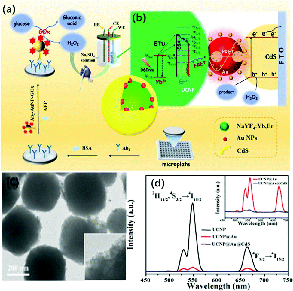 Structures, plasmon-enhanced luminescence, and applications of 