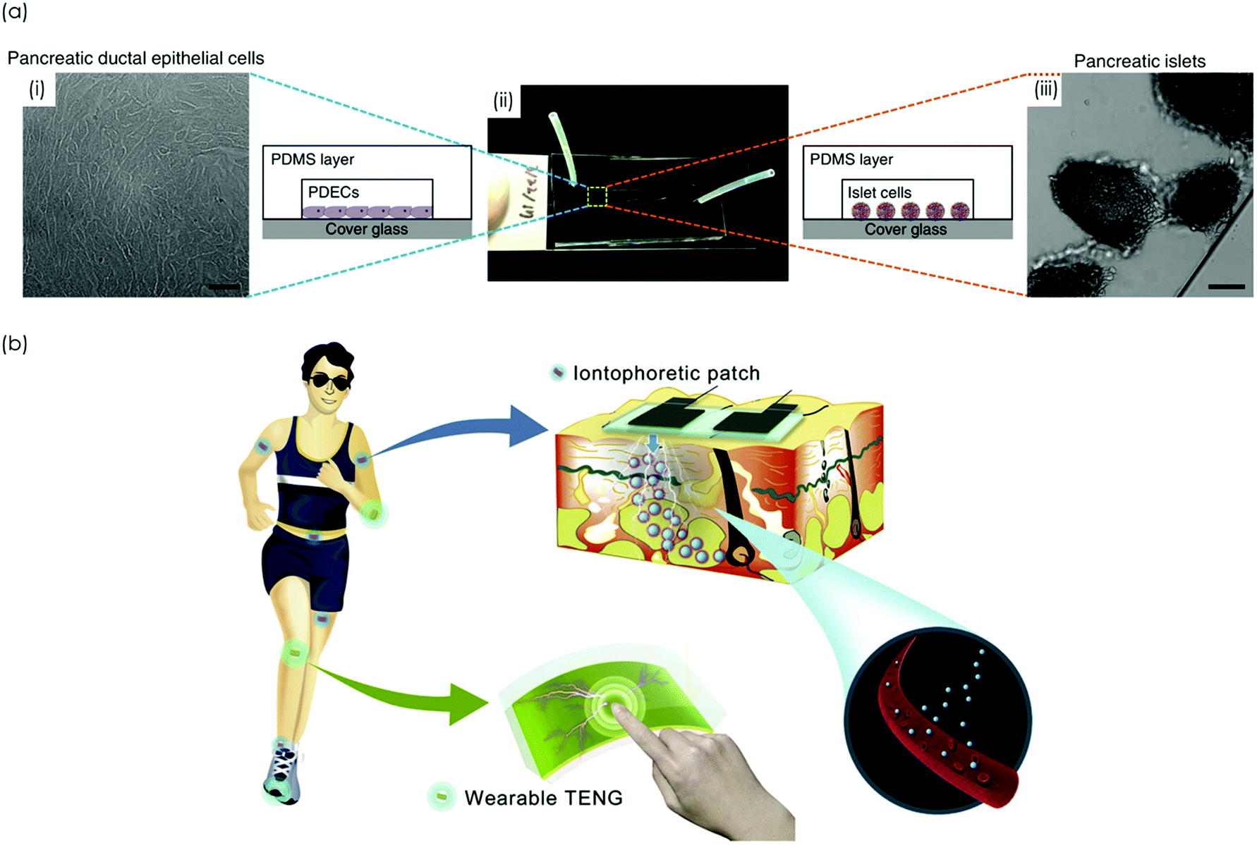 Stem-cell based organ-on-a-chip models for diabetes research