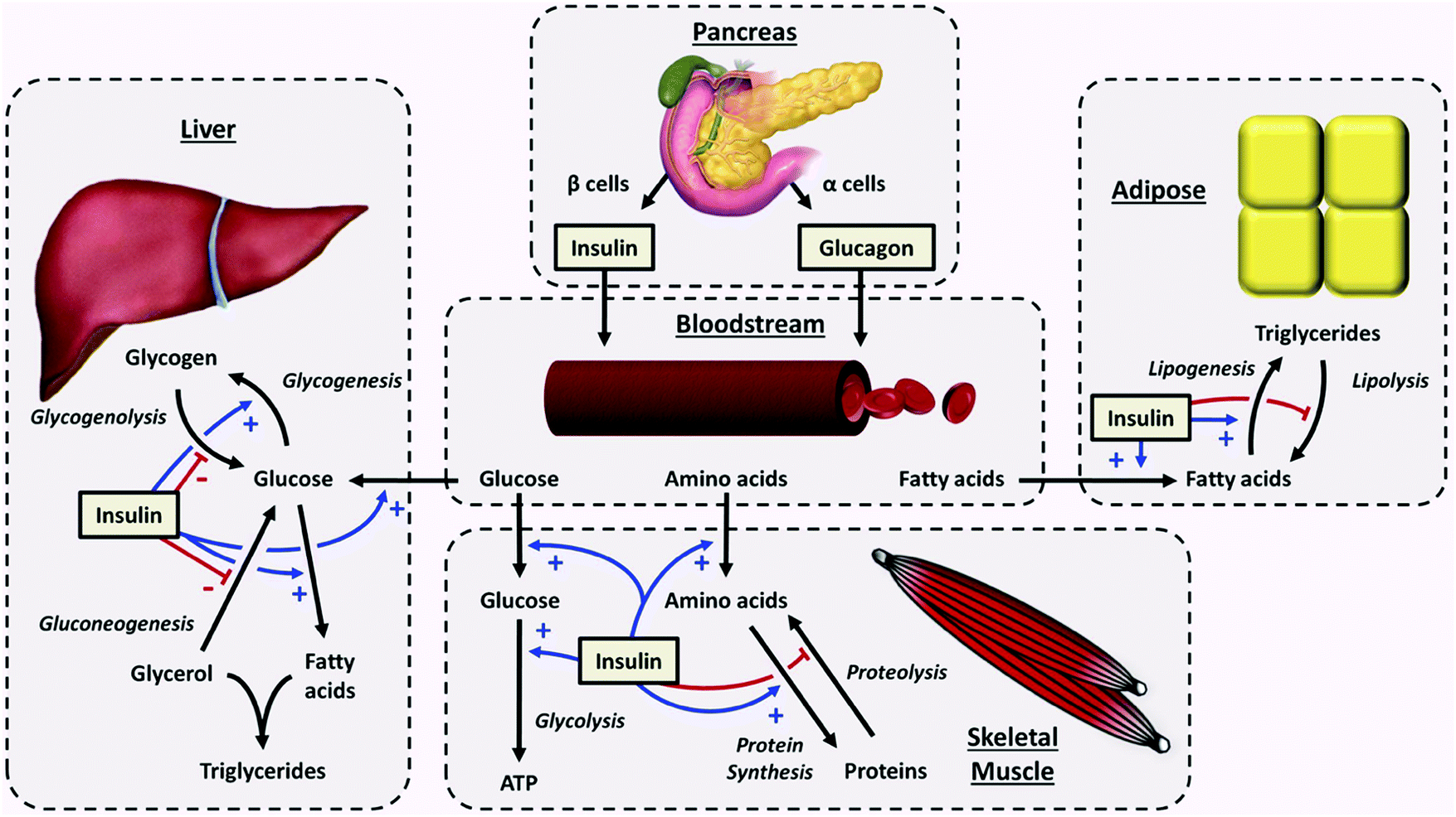 Stem-cell based organ-on-a-chip models for diabetes research