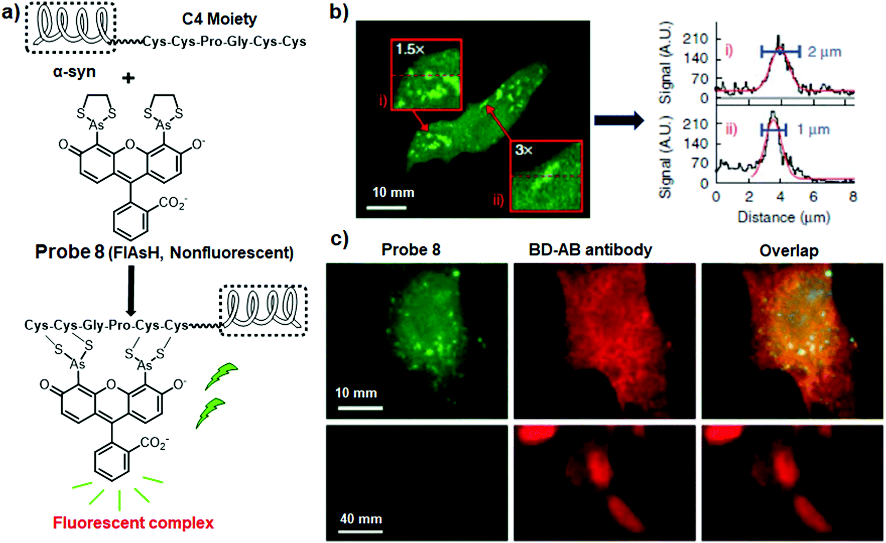 Fluorescent probes for bioimaging of potential biomarkers in