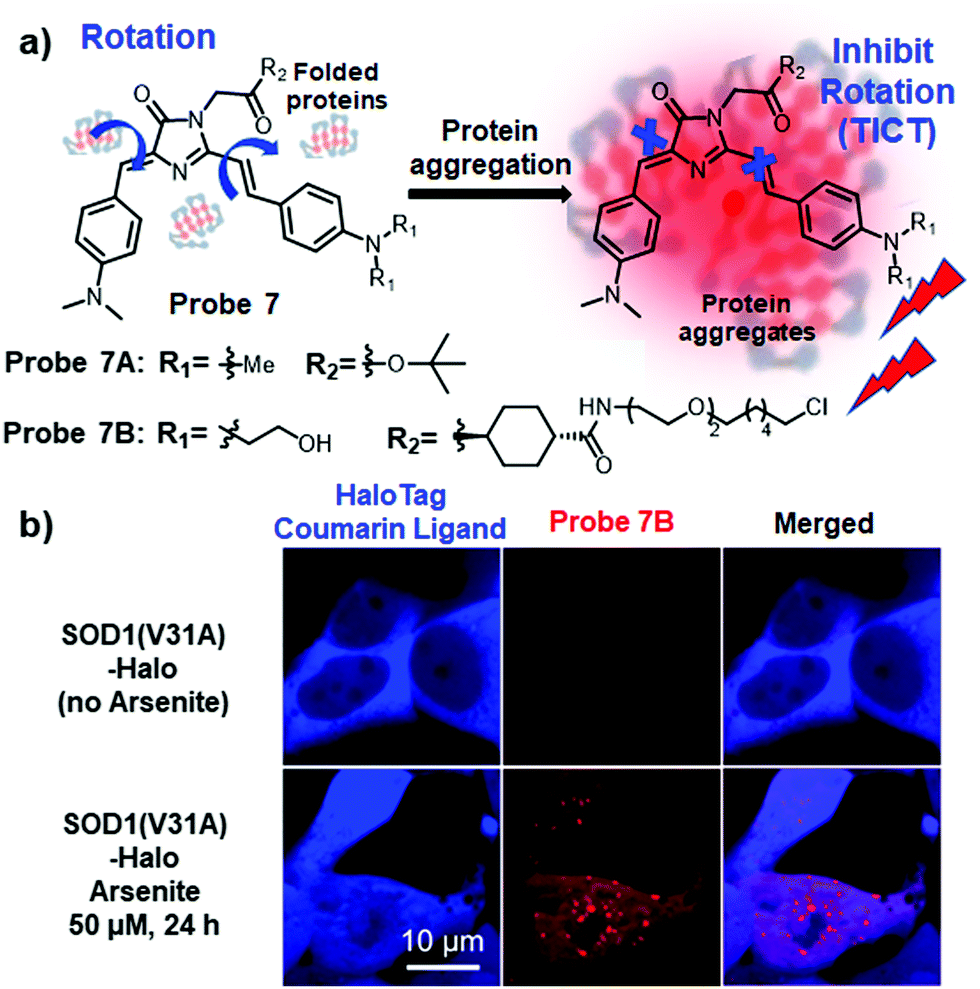 Fluorescent probes for bioimaging of potential biomarkers in 