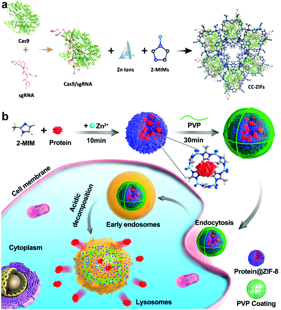 Multifunctional metal–organic framework heterostructures for 