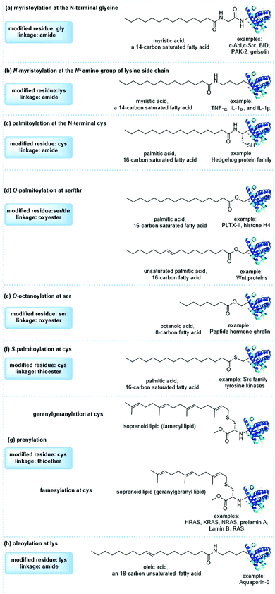 Photo Induced Radical Thiol Ene Chemistry A Versatile Toolbox For Peptide Based Drug Design Chemical Society Reviews Rsc Publishing Doi 10 1039 D0csa