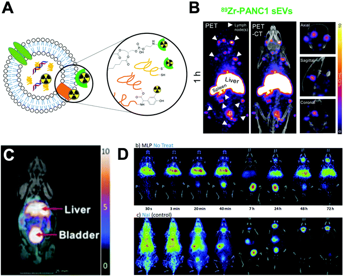 Radiolabelling Of Nanomaterials For Medical Imaging And Therapy Chemical Society Reviews Rsc Publishing Doi 10 1039 D0csk