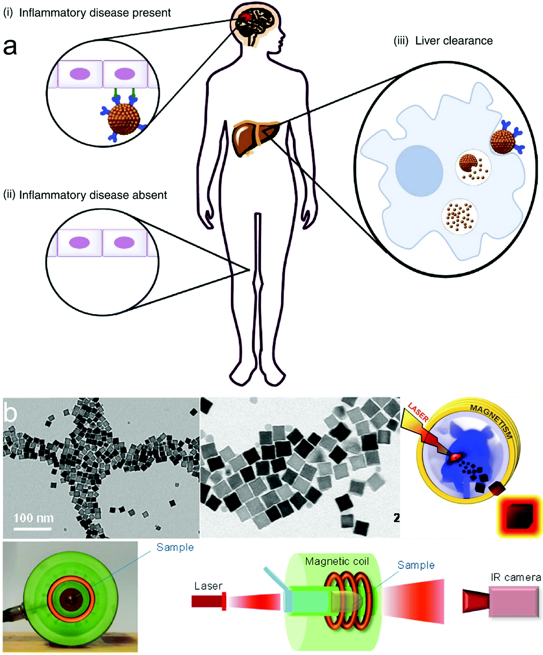 Inorganic Nanomaterials With Rapid Clearance For Biomedical Applications Chemical Society Reviews Rsc Publishing Doi 10 1039 D0csh