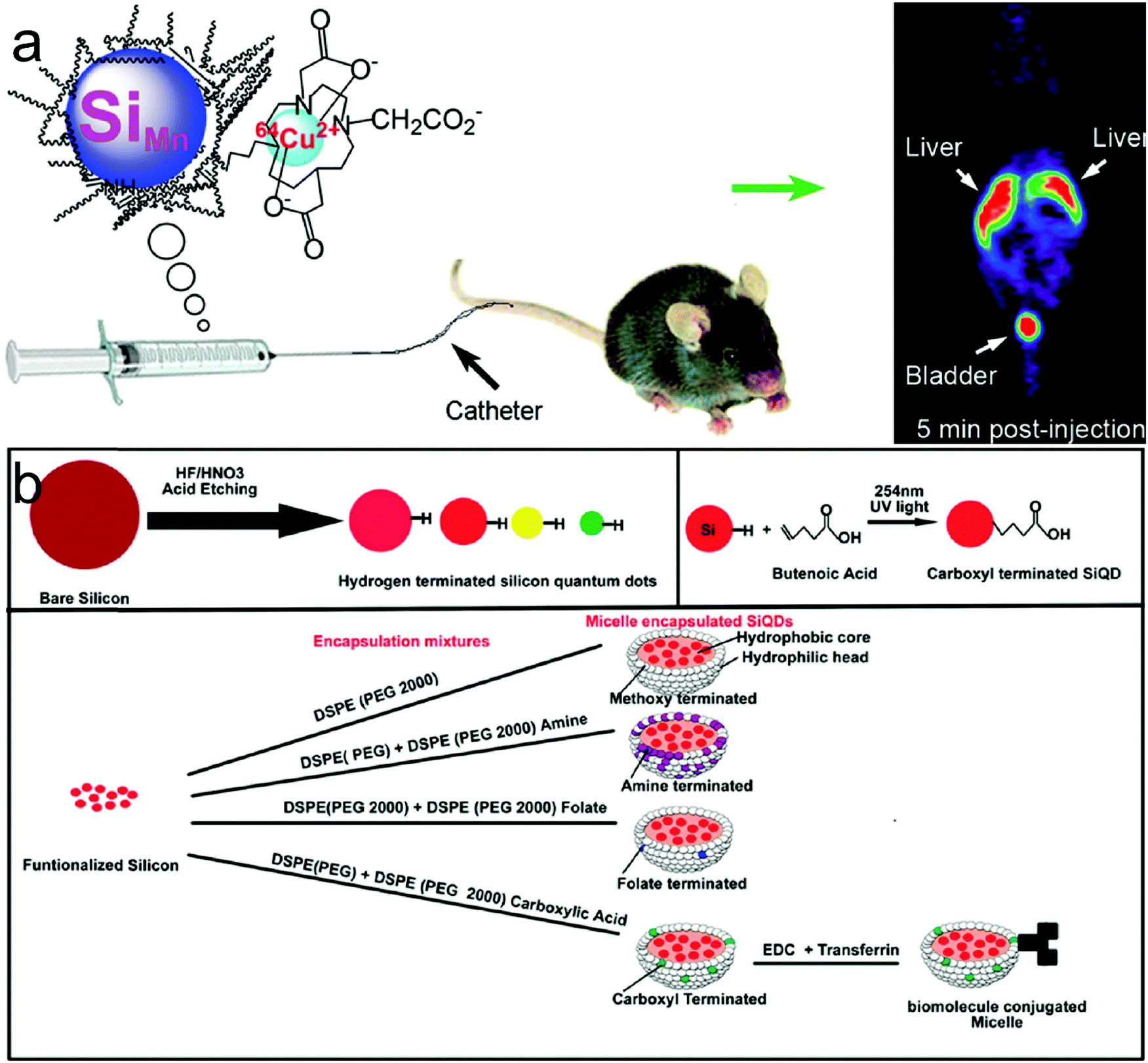 Inorganic Nanomaterials With Rapid Clearance For Biomedical Applications Chemical Society Reviews Rsc Publishing Doi 10 1039 D0csh