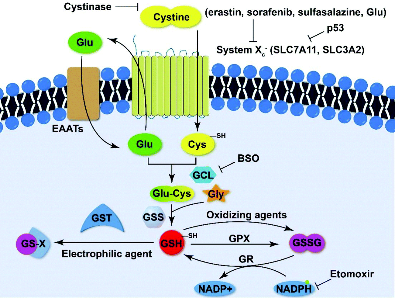 glutathione depletion assay Engineering nanomedicine for glutathione depletion-augmented cancer therapy