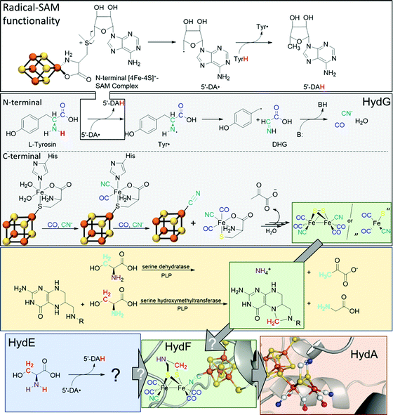 FeFe]-Hydrogenases: maturation and reactivity of enzymatic systems and  overview of biomimetic models - Chemical Society Reviews (RSC Publishing)  DOI:10.1039/D0CS01089H