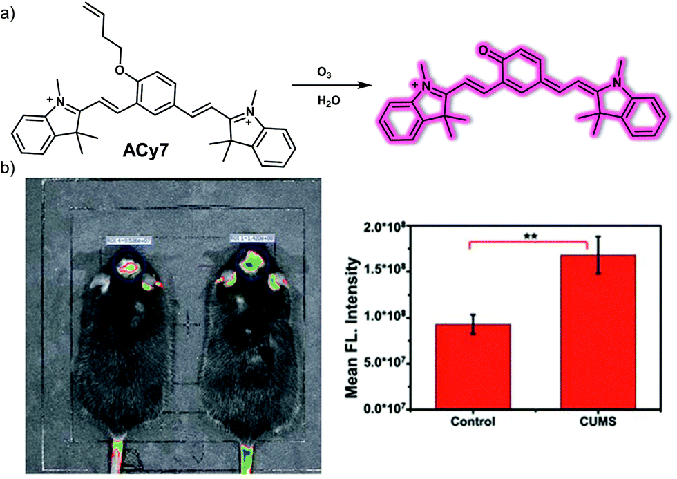 Research Highlight - An Activity-Based Fluorescent Probe for Imaging  Fluctuations of Peroxynitrite (ONOO-) in the Alzheimer's Disease Brain