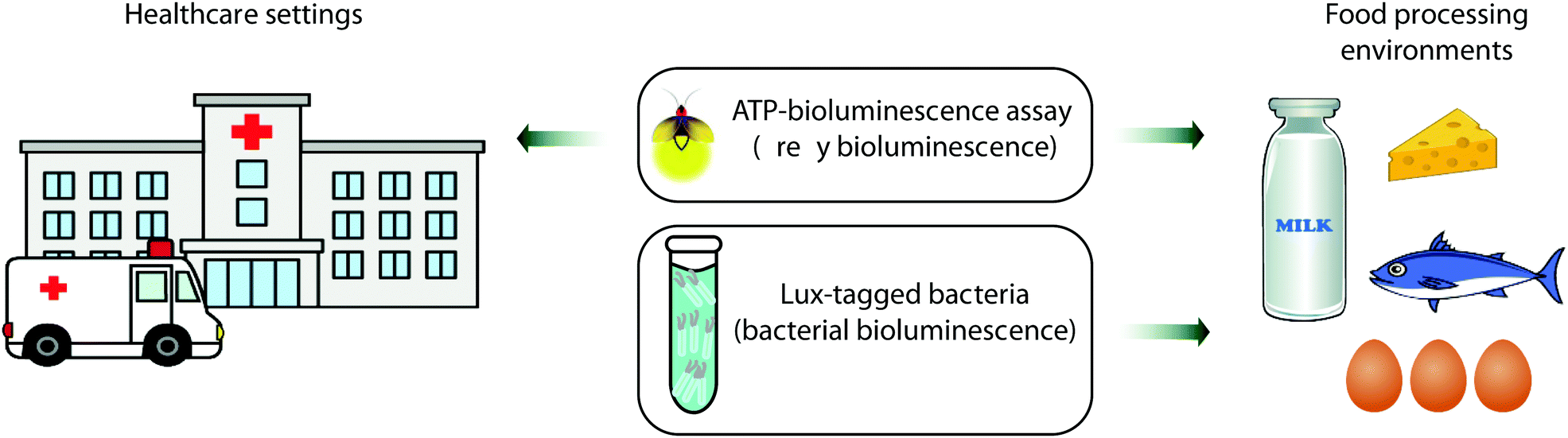 Bioluminescence, explained