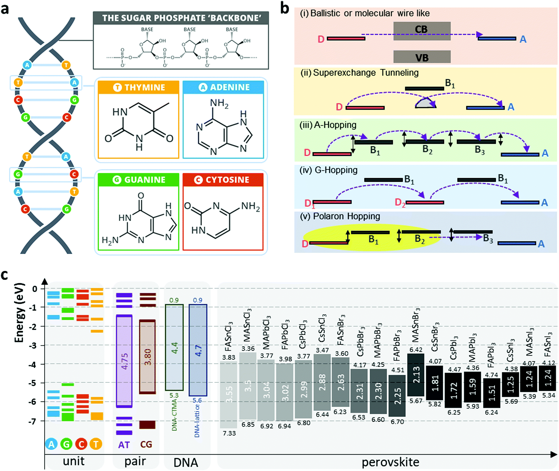 Bio-inspired strategies for next-generation perovskite solar