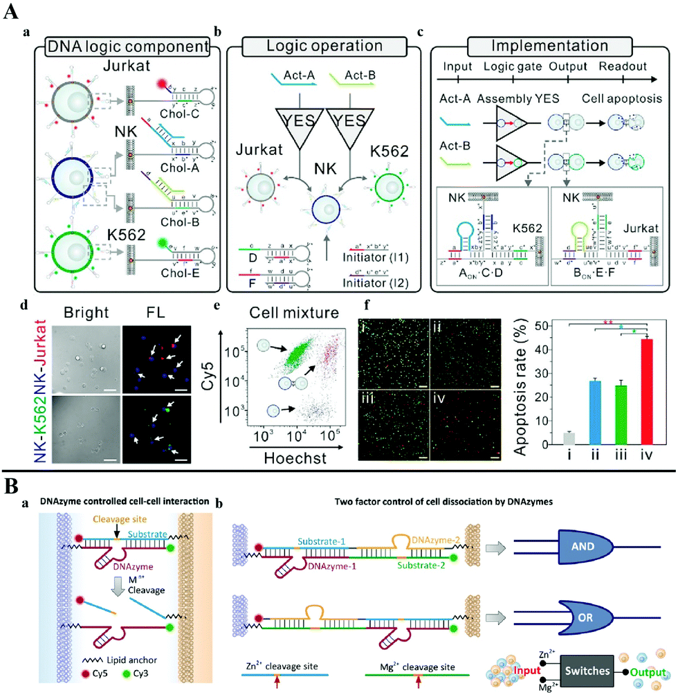 Nucleic acid-based molecular computation heads towards Nucleic acid-based molecular computation heads towards