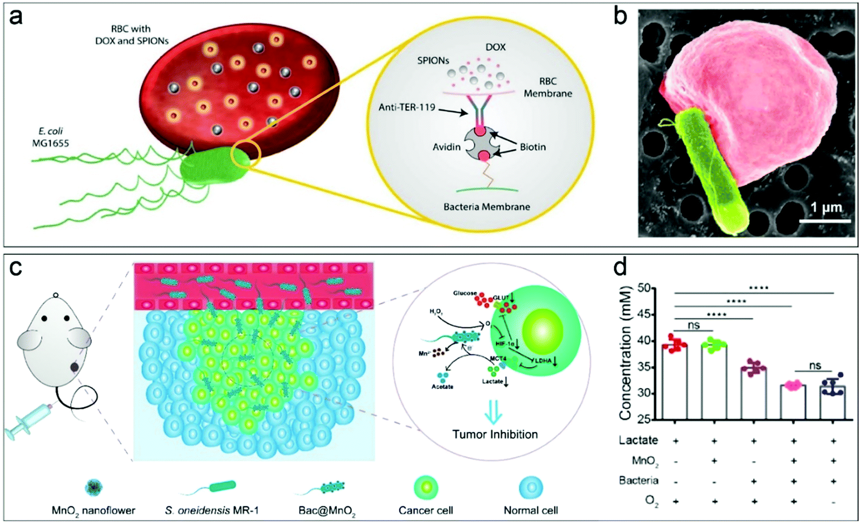 Customized materials-assisted microorganisms in tumor therapeutics 