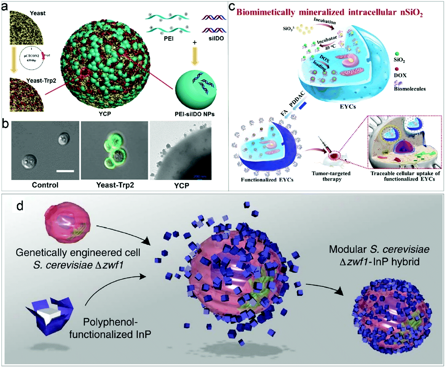 Customized materials-assisted microorganisms in tumor therapeutics 