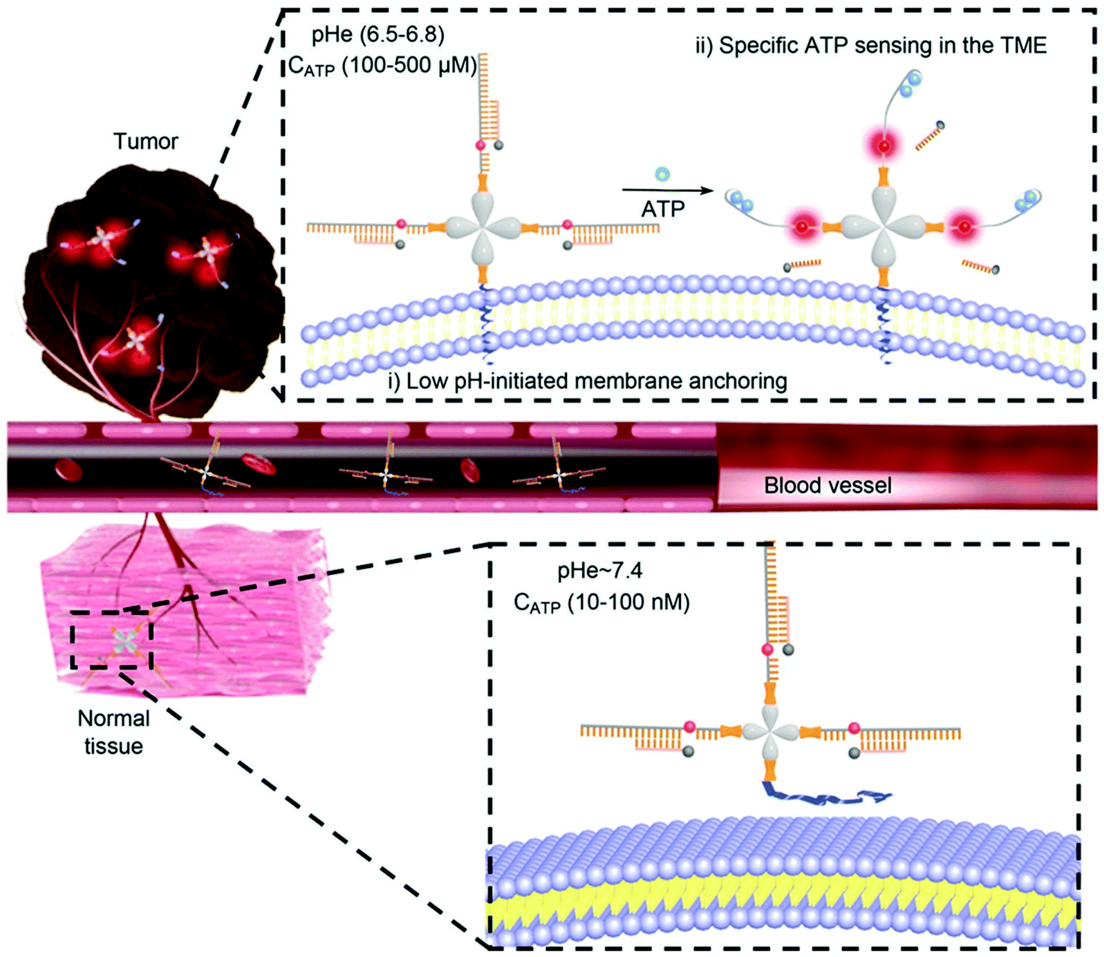 Cell Surface Localized Imaging And Sensing Chemical Society Reviews Rsc Publishing Doi 10 1039 D1cse